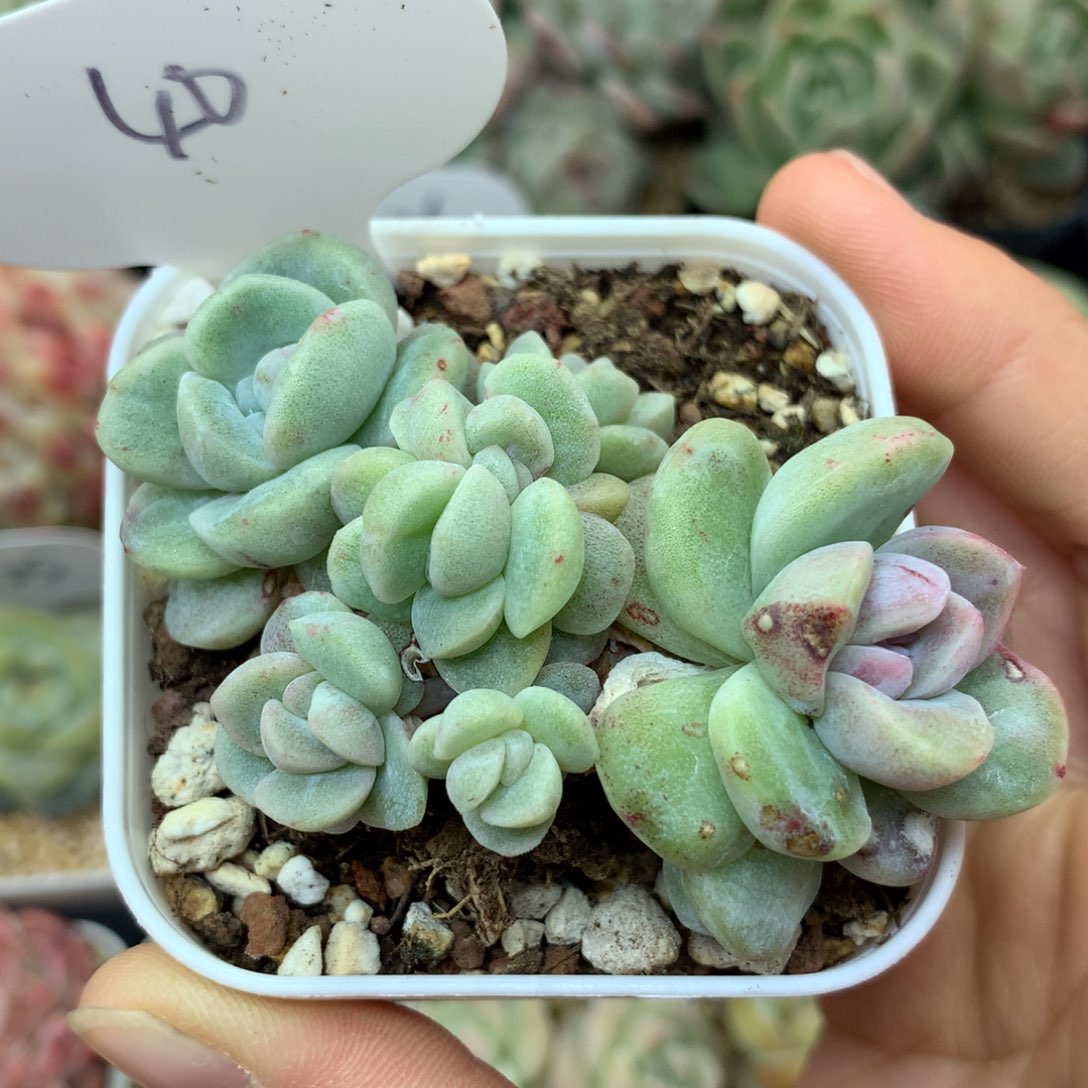 7头冰玉石化无砍群40