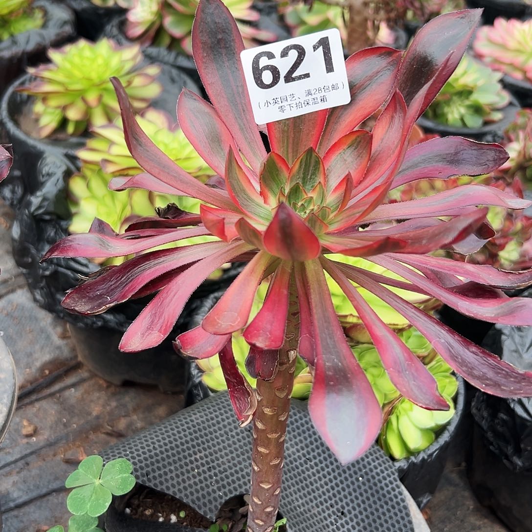 多肉植物621火凤法师