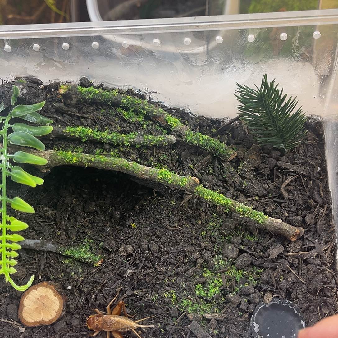 地䖷生态➕3冰糖子哈哈哈