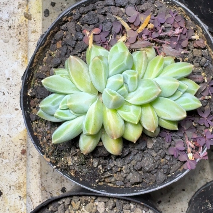 青花瓷 3头 一物一拍