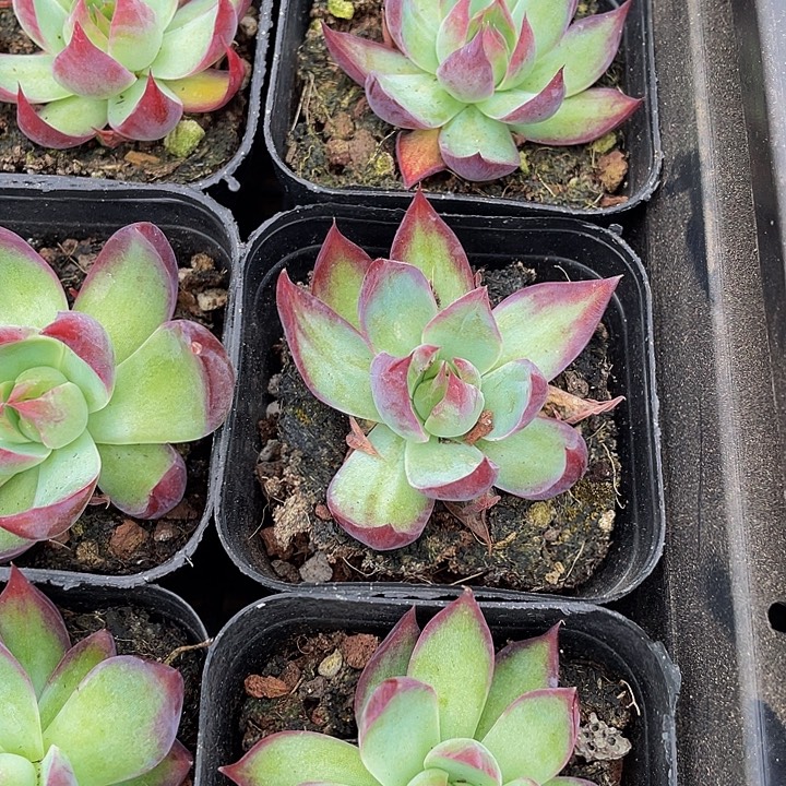 惊鸿仙子带盆土发