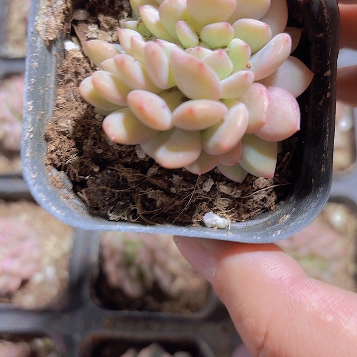 ?****?精品爱丽尔缀多肉植物