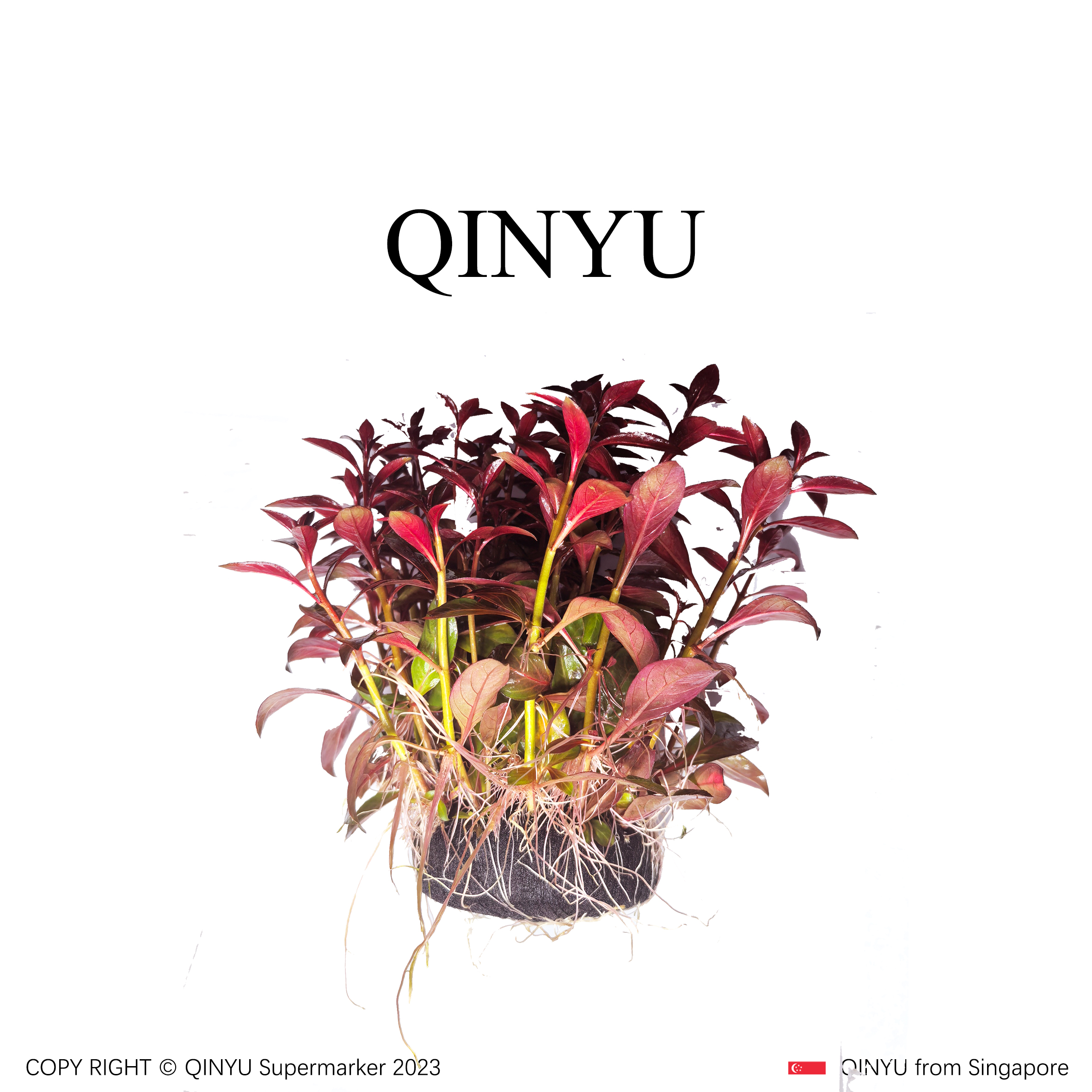 【品质优选】红丁香坨草 新手懒人水草 无需底沙入缸成景