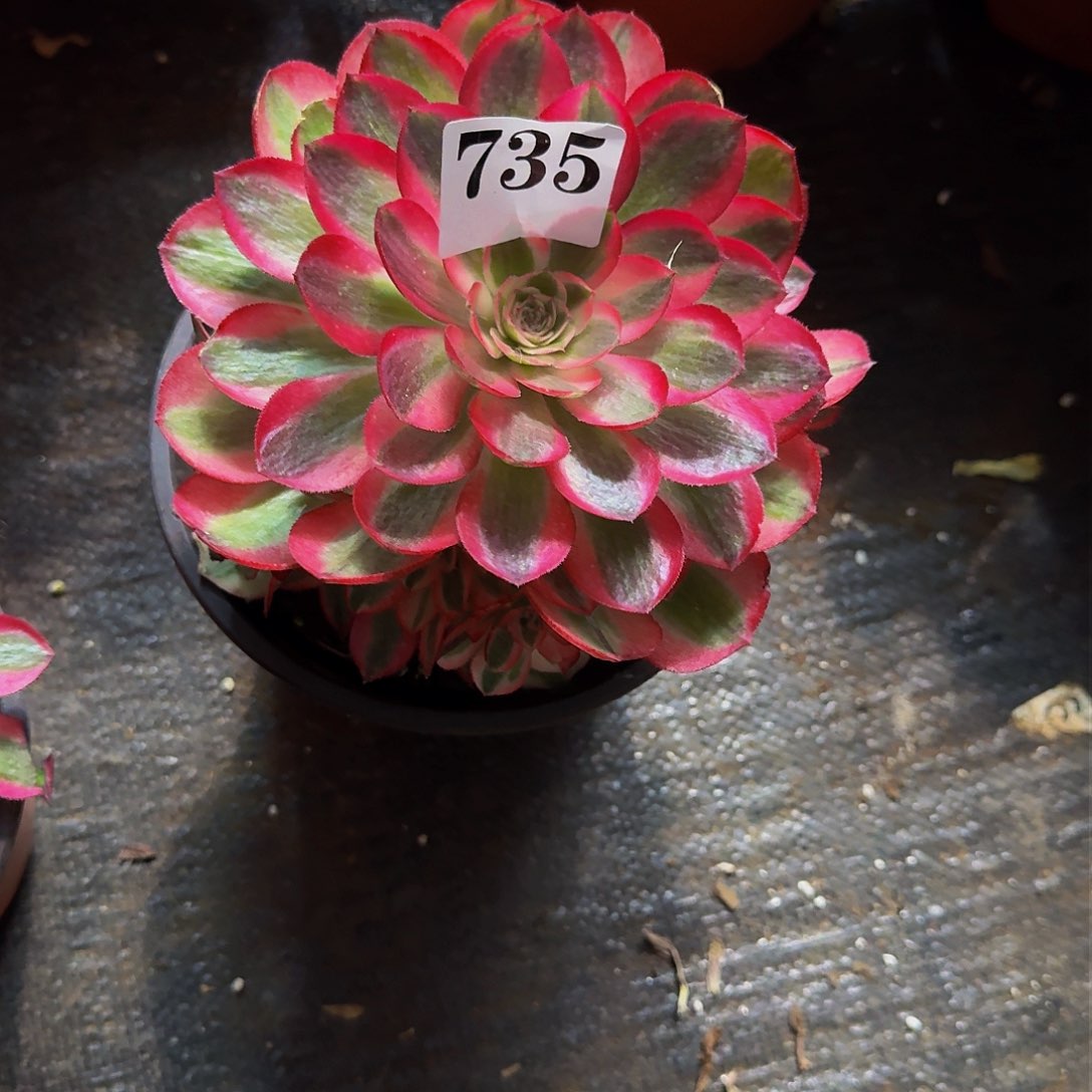 ?**?735多肉植物法师