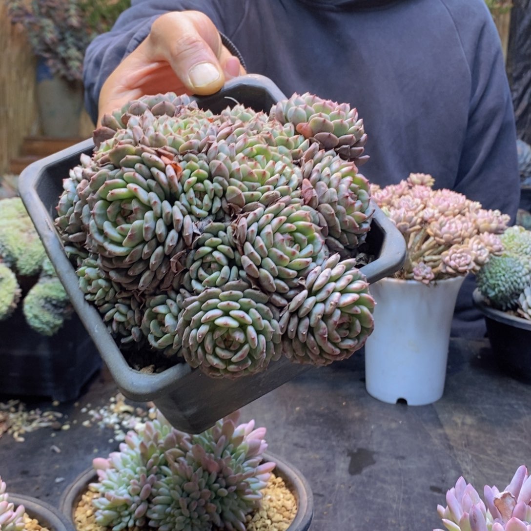 妞**帅2号白胖子多肉