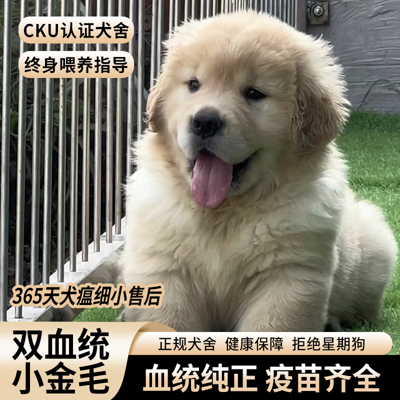 依云赛级双血统金毛幼犬活体-犬舍自提拍付预约链接