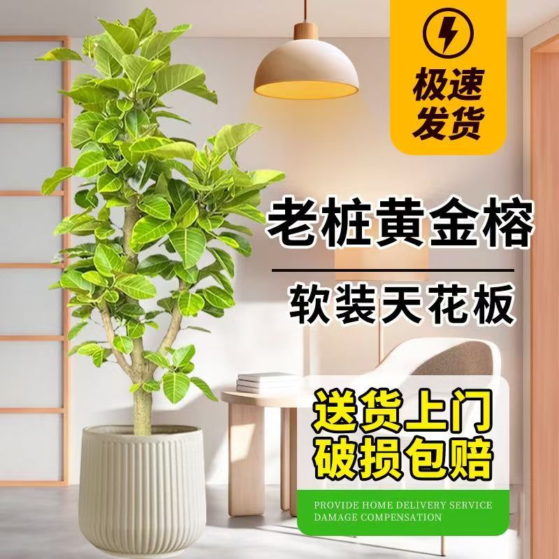 黄金榕室内大型植物盆栽花叶橡皮树客厅绿植高山榕落地盆景好养活