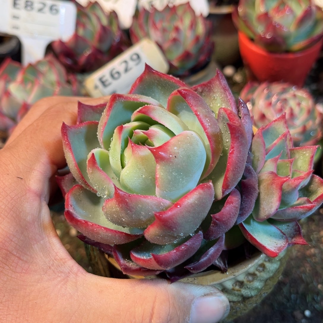 惊鸿一瞥多肉植物的