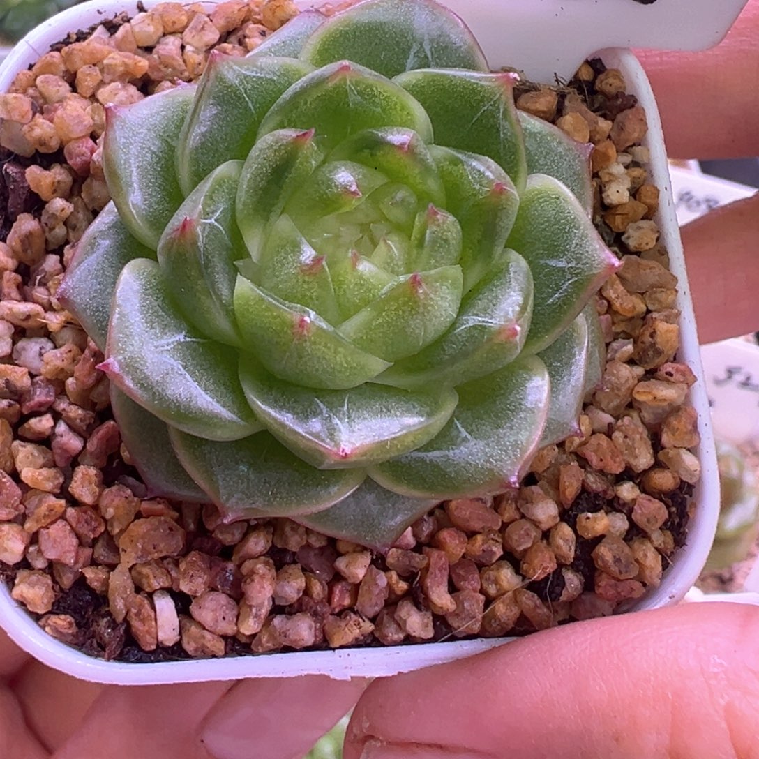 832号爱彼晗雨多肉植物