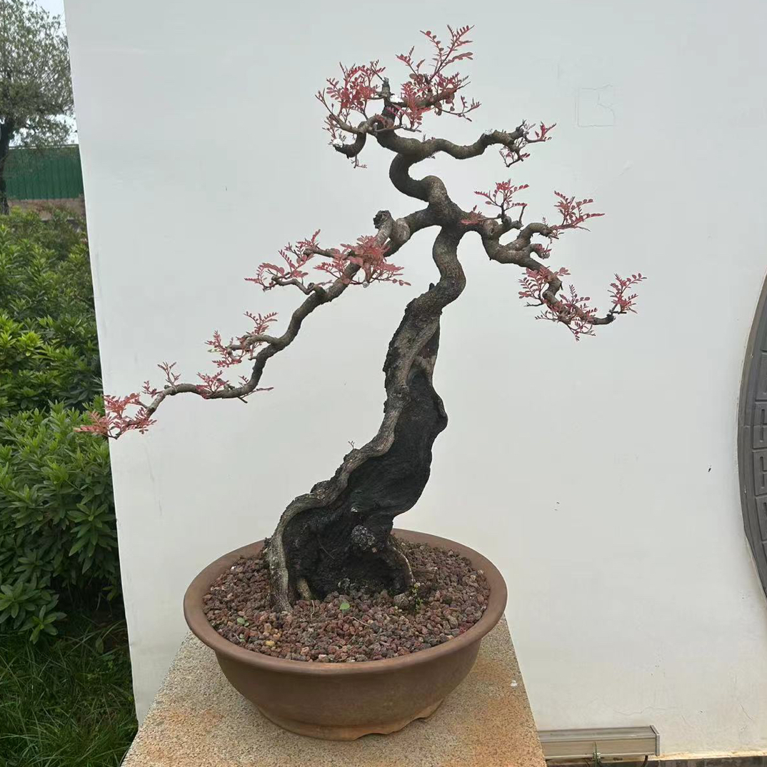 正宗云南红芽清香木