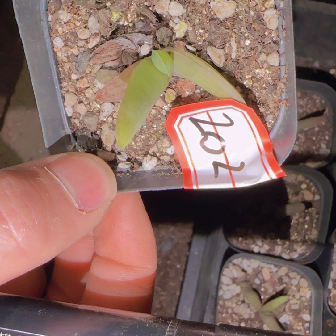 和***怀块根植物块根植物块根