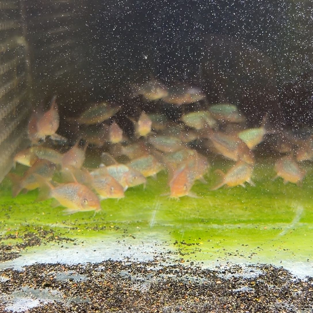 鼠鱼10只5-6爆花潘鼠 不包邮