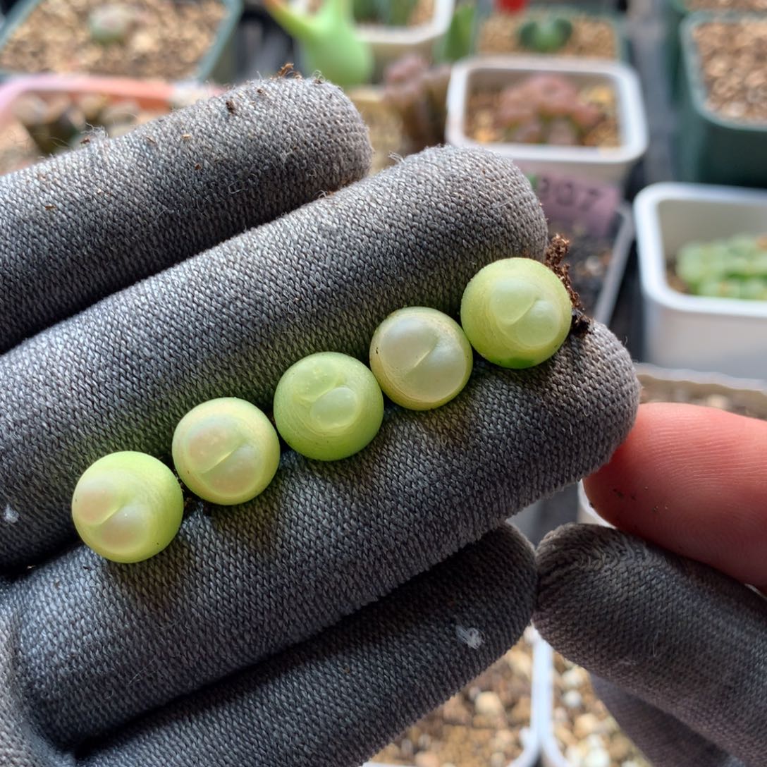 37号大王拉登五颗