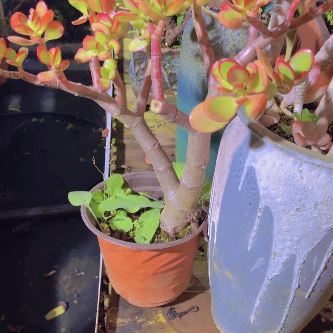 羊***花多肉植物保护研究所所长