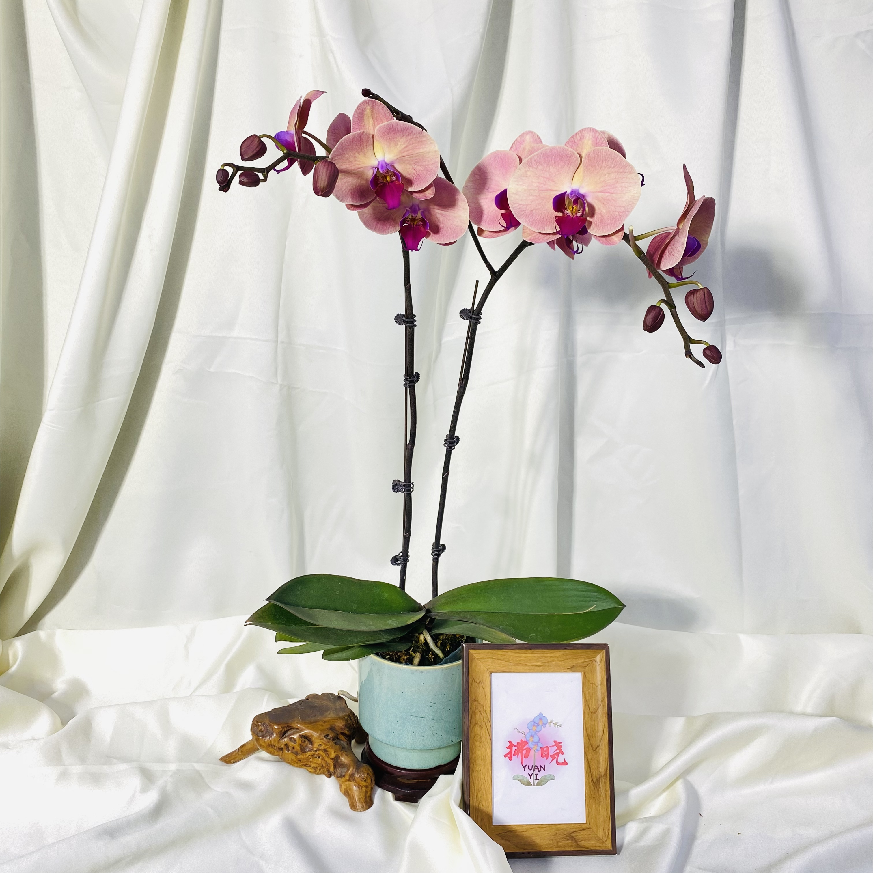 拂晓蝴蝶兰（欣欣向荣双剑带花苞）开花珠发货