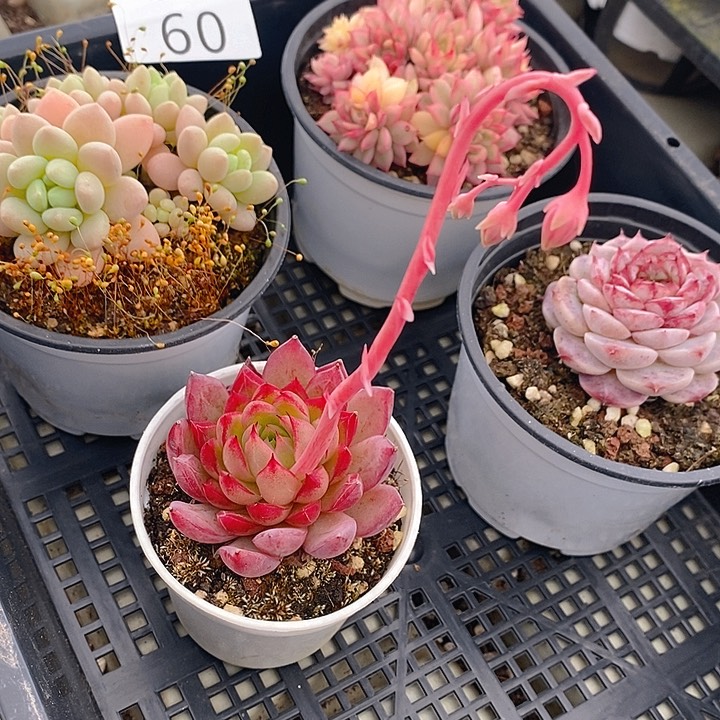 60 多肉植物盆栽花卉植物