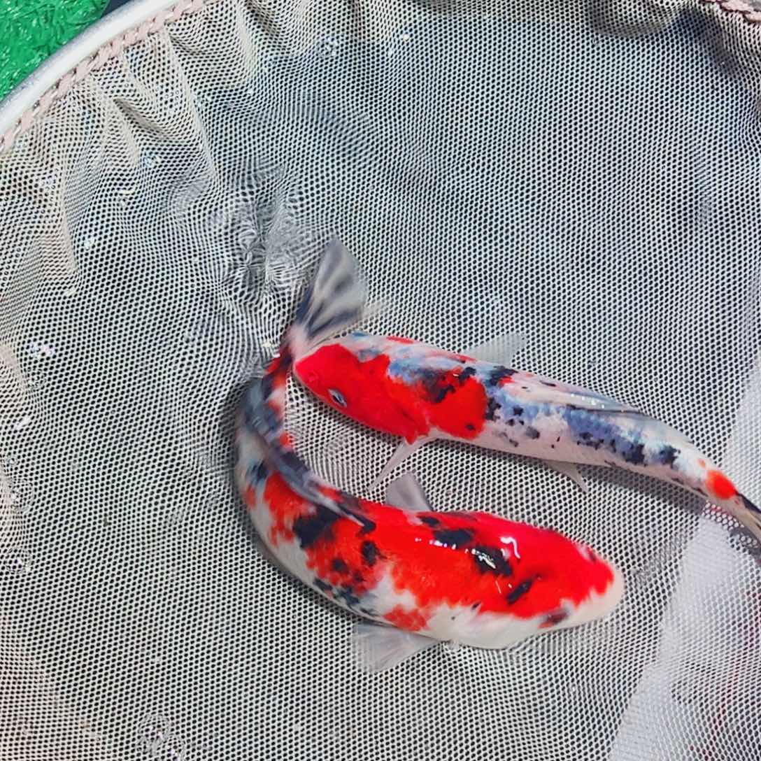 锦鲤锦鲤观赏鱼111