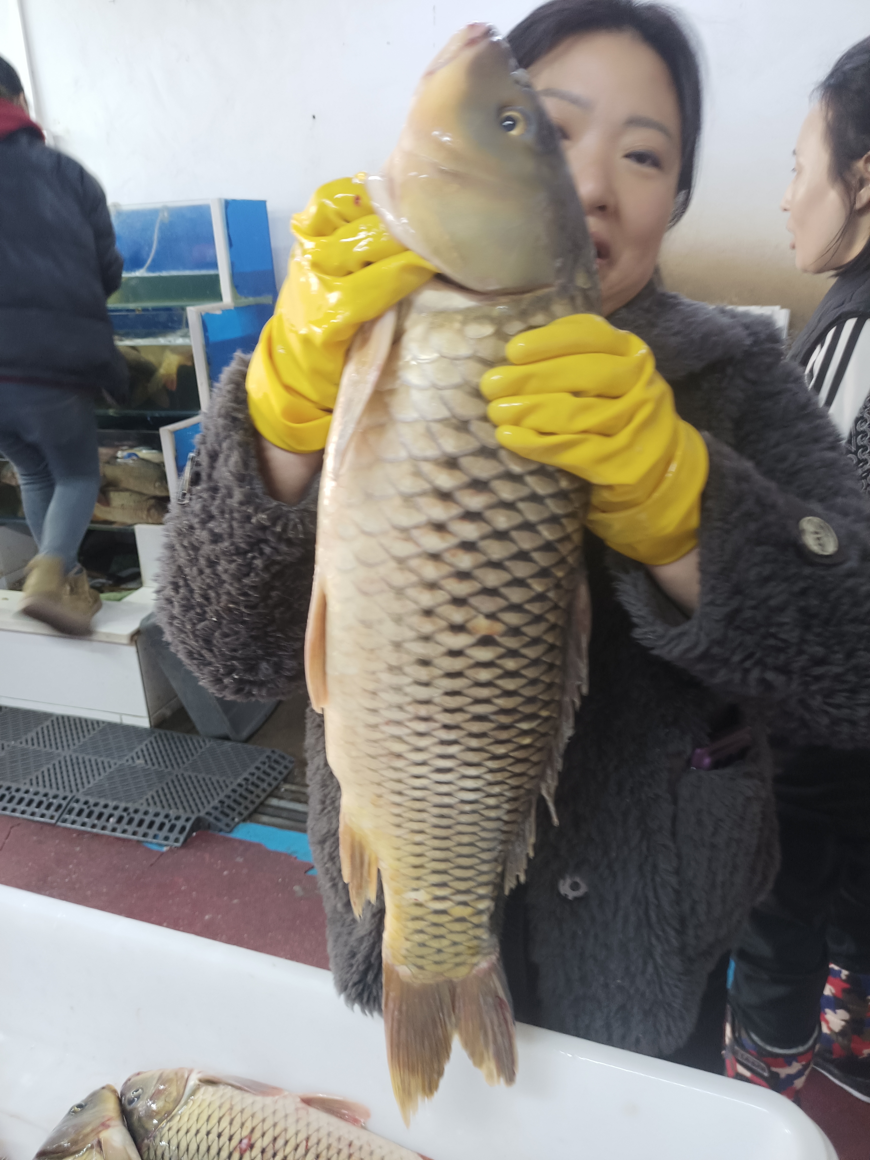 野生大鲤鱼一条 6 斤