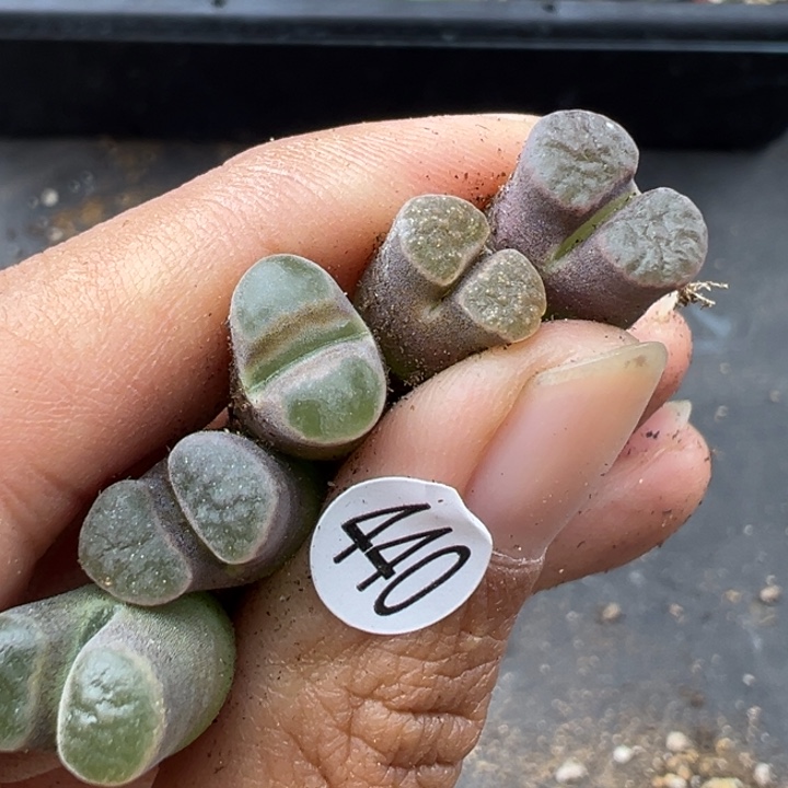 440号双11福利价不代表平时出货价