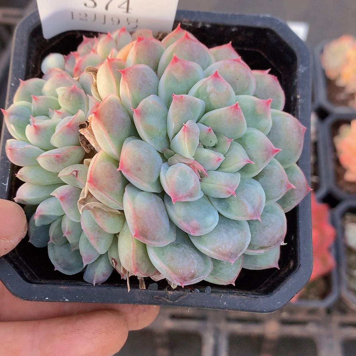 【闪购商品】云374号