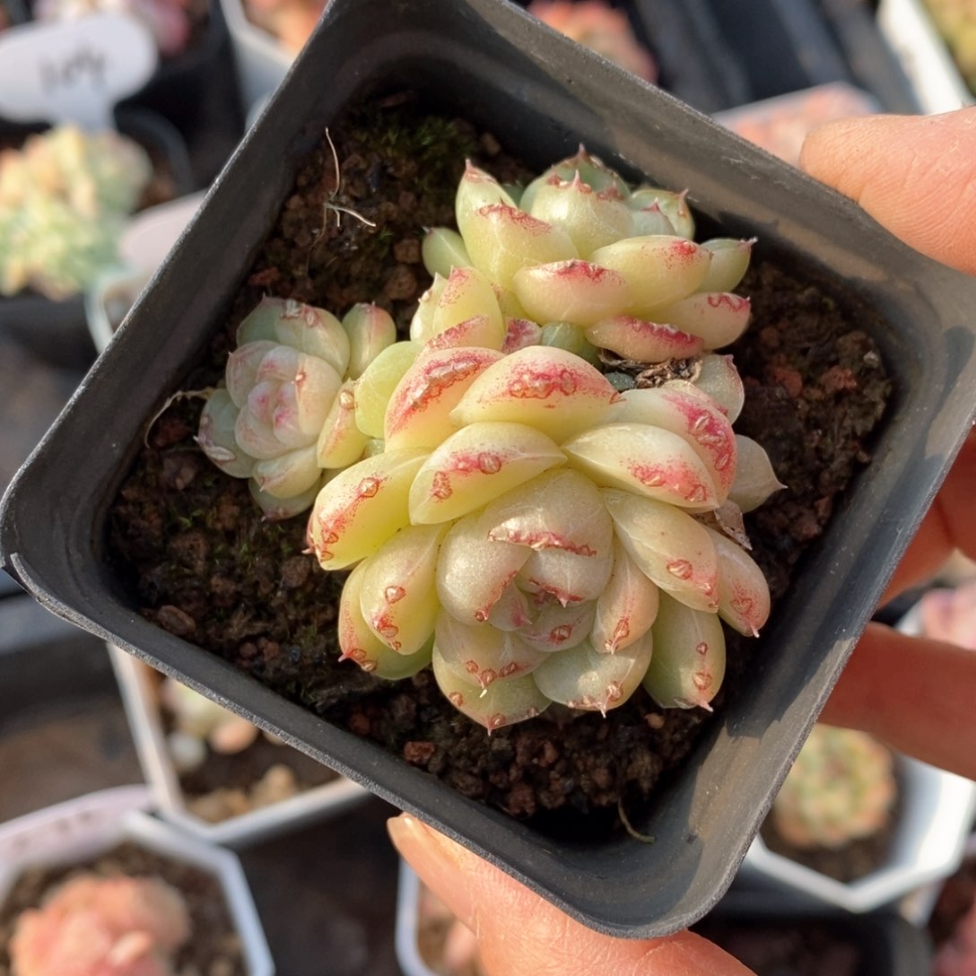 精品多肉一物一拍不包整2