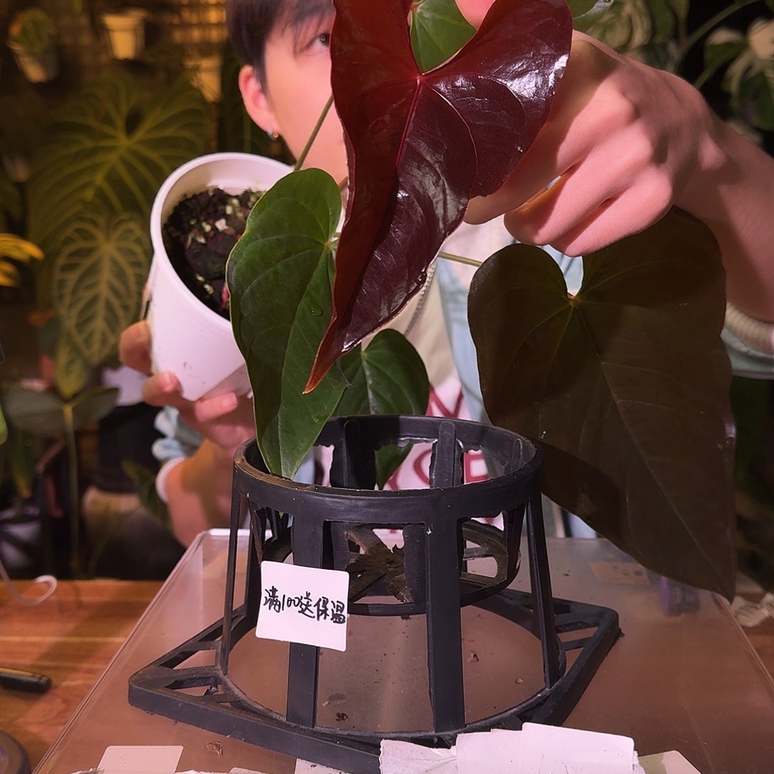 不开花植物H201变色花烛