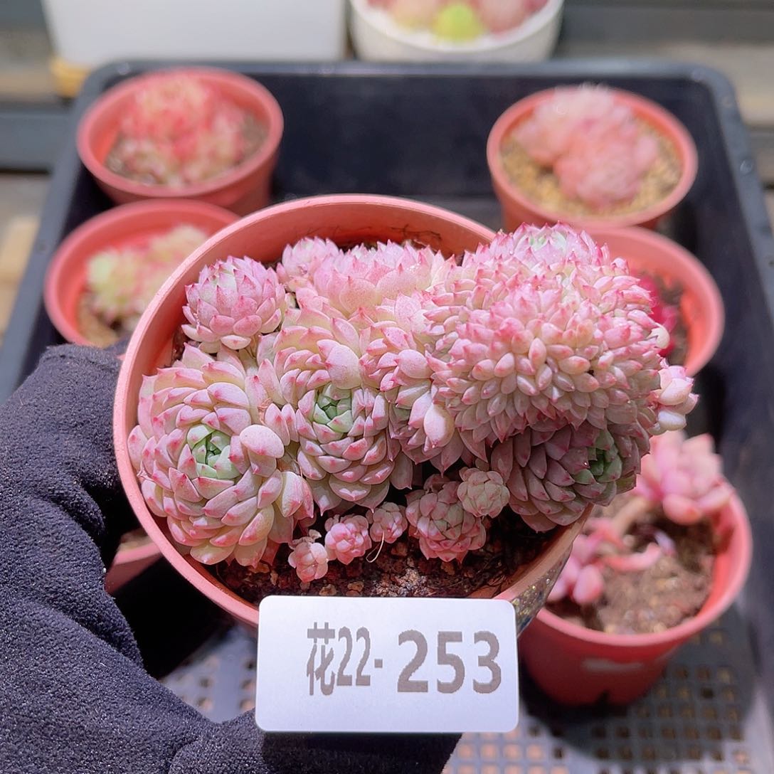 花利美22-253小粉莓缀化