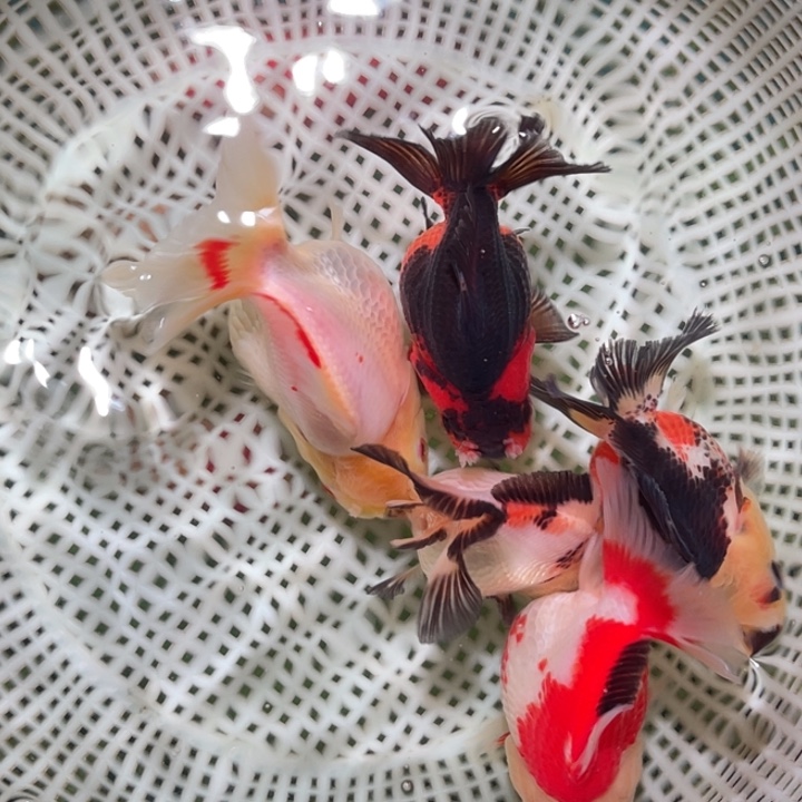 阿***虎海水100米四条送一条玛丽