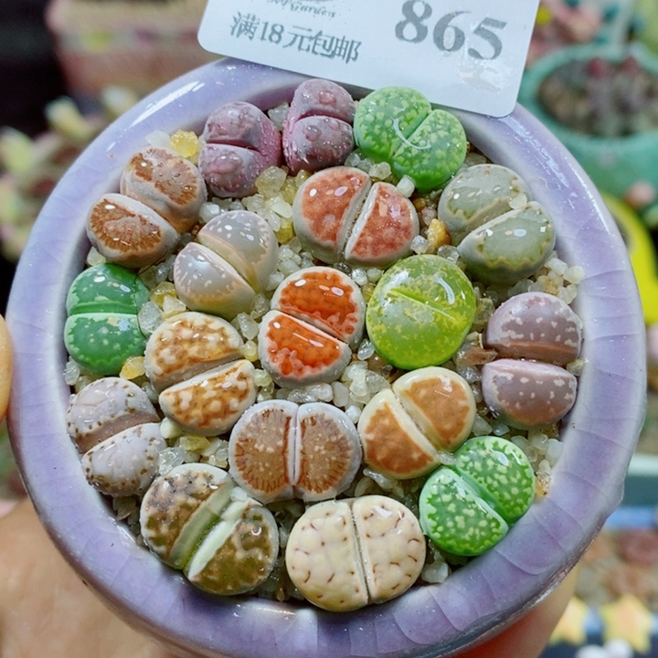 生石花花花花花花865