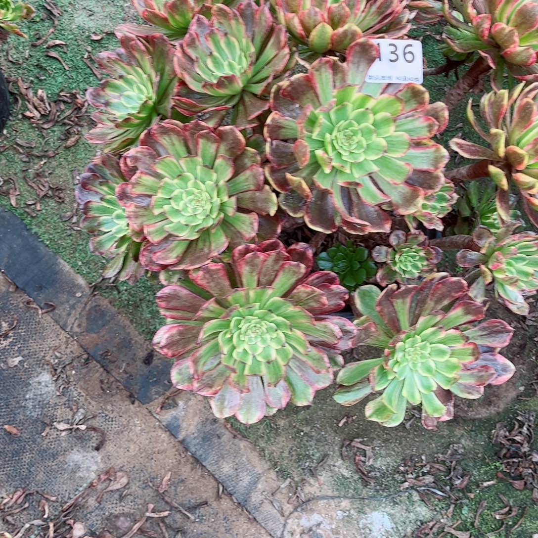 无花朵多肉植物136