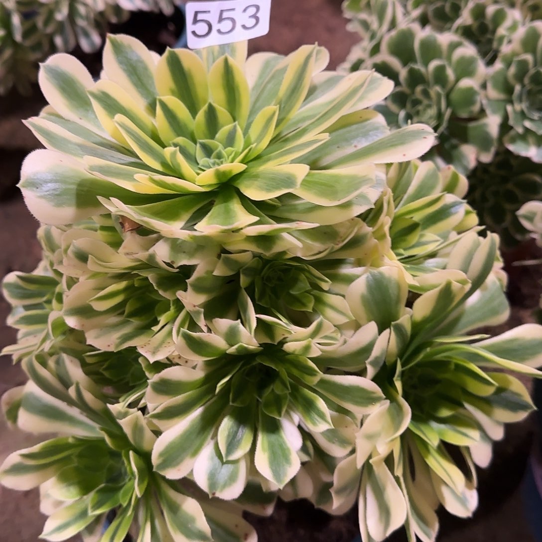 多肉植物法师金丝翡翠553