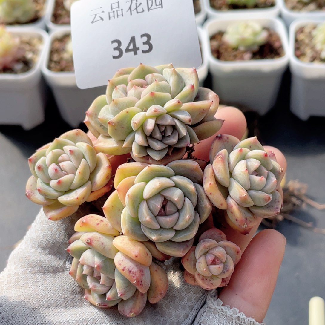 343号糖心冰心珍妮