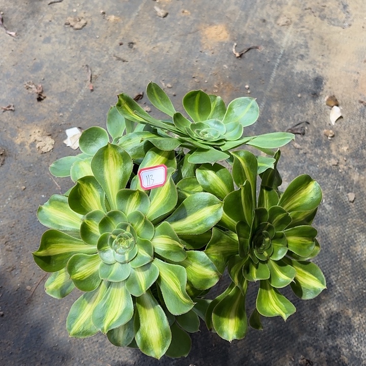 暴君有砍丛林朵朵113多肉