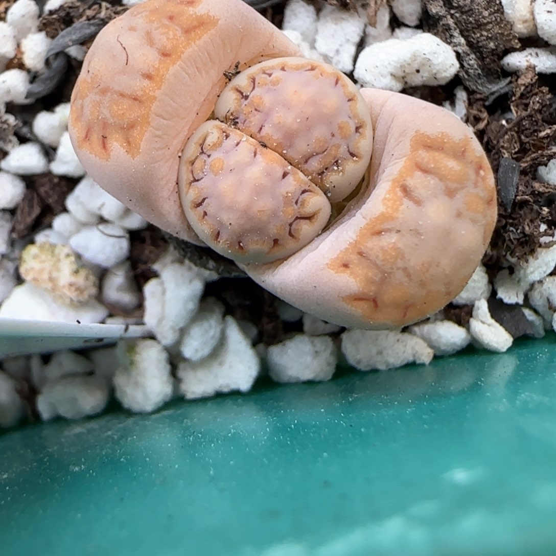 3。9。 7020。 c 215。  