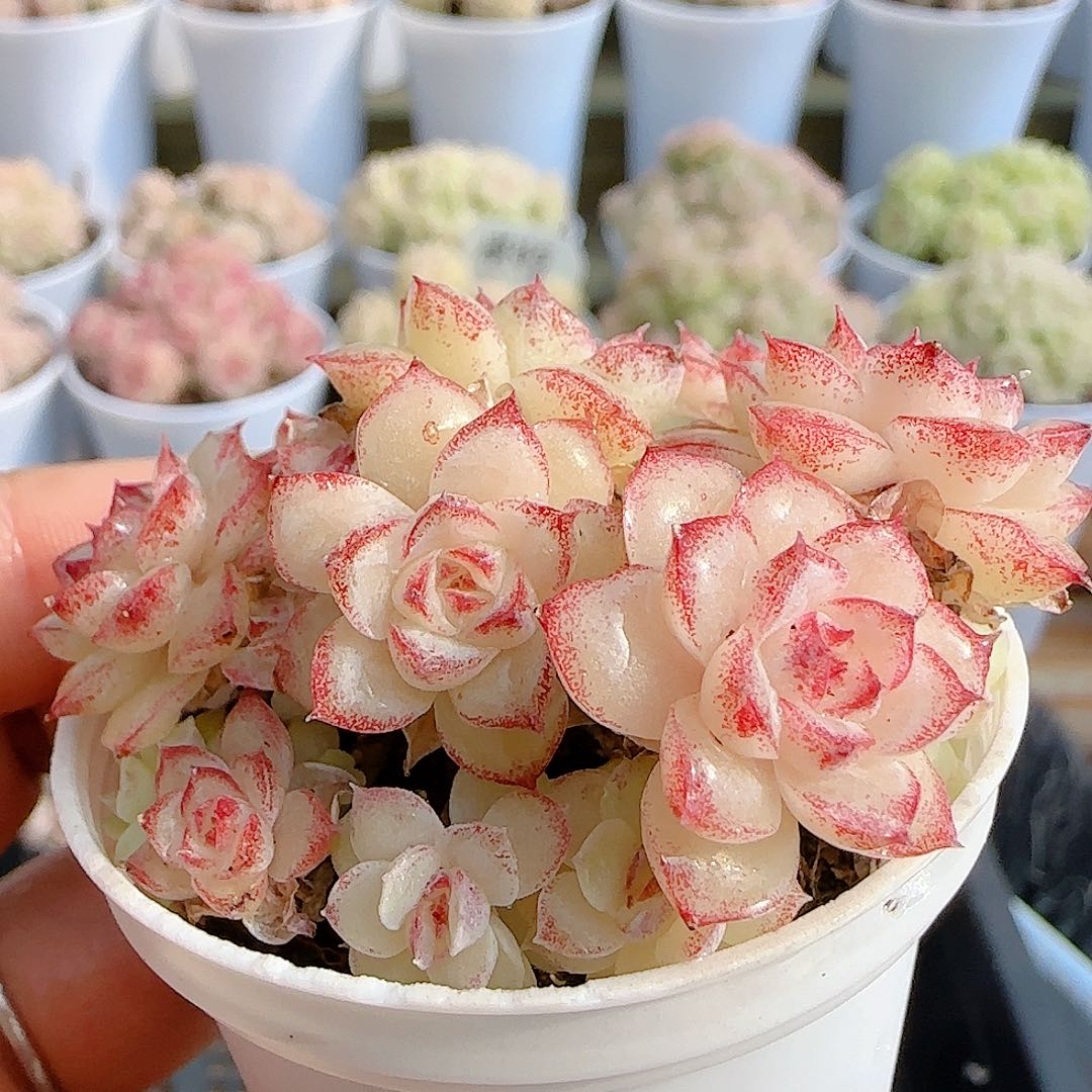 1228-40（女王优选）多肉