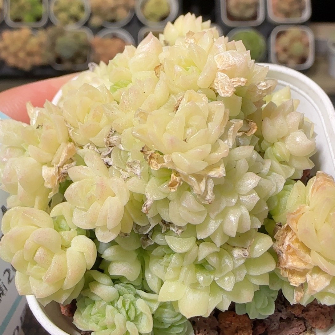 花语逸镜1024-220麦秆散