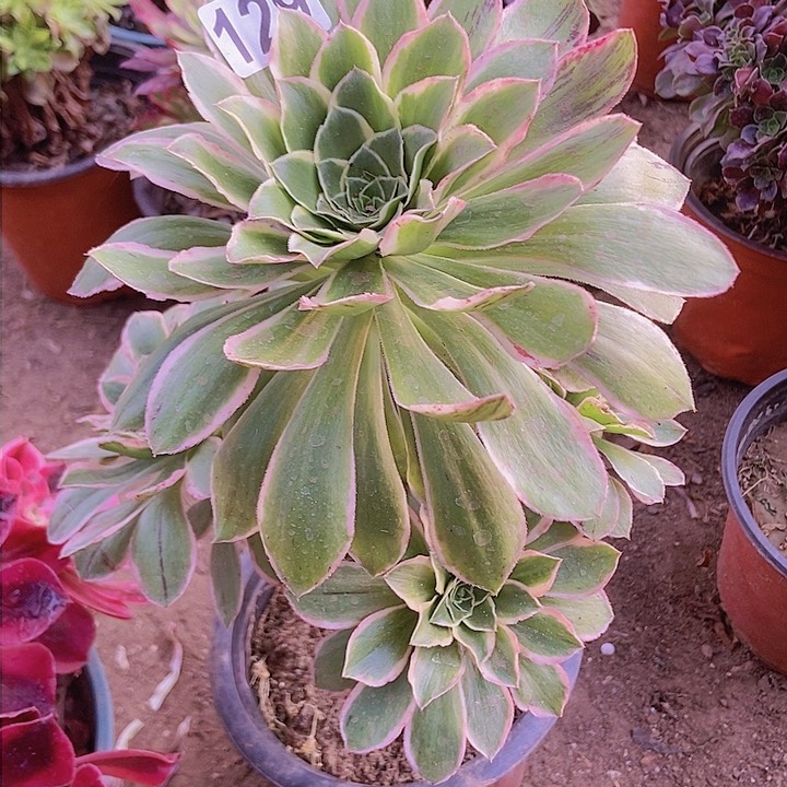 129大叶绿玫瑰锦老庄有断指