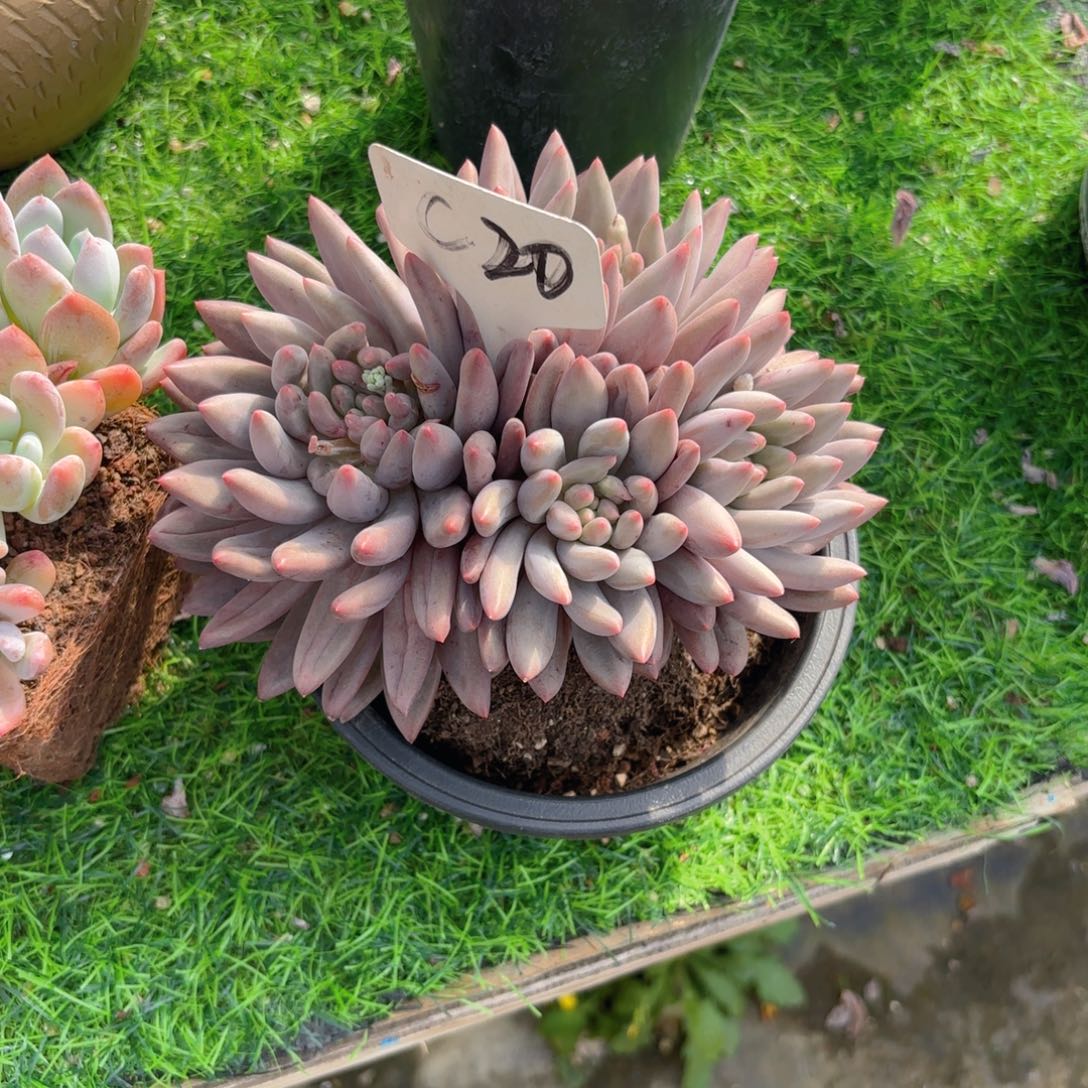 些***许20lutuomoxzxxyyyzyw