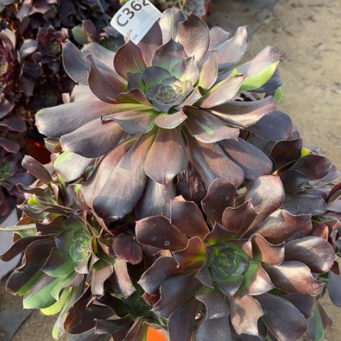 多肉植物梅花鹿捧花