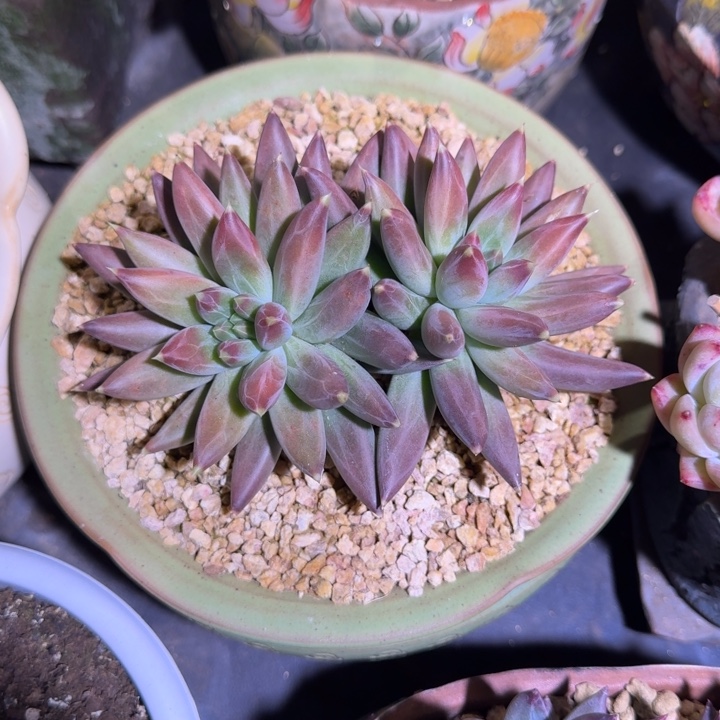 TTN 双头 一物一拍