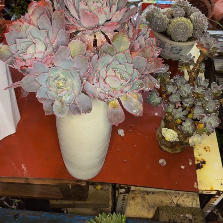 东***亦老桩精品肉肉晚霞