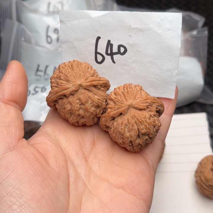 核桃40尺寸白狮子