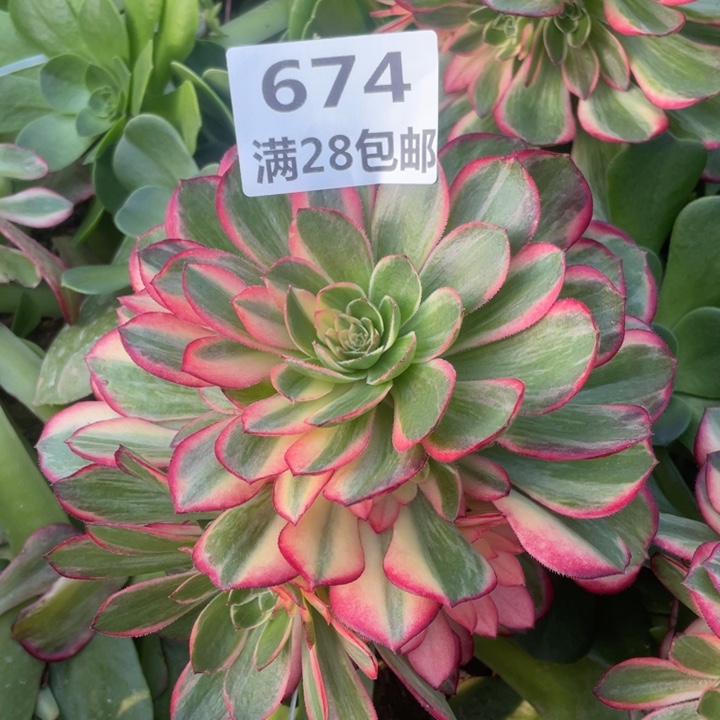 674三号棚嫁接黑膜锦