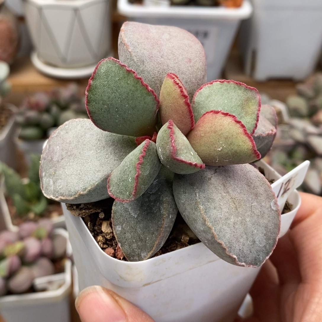 单***使金牛座水泡多肉植物