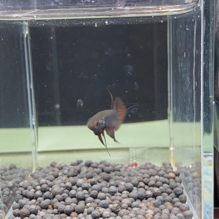 斗鱼泰国斗鱼136号