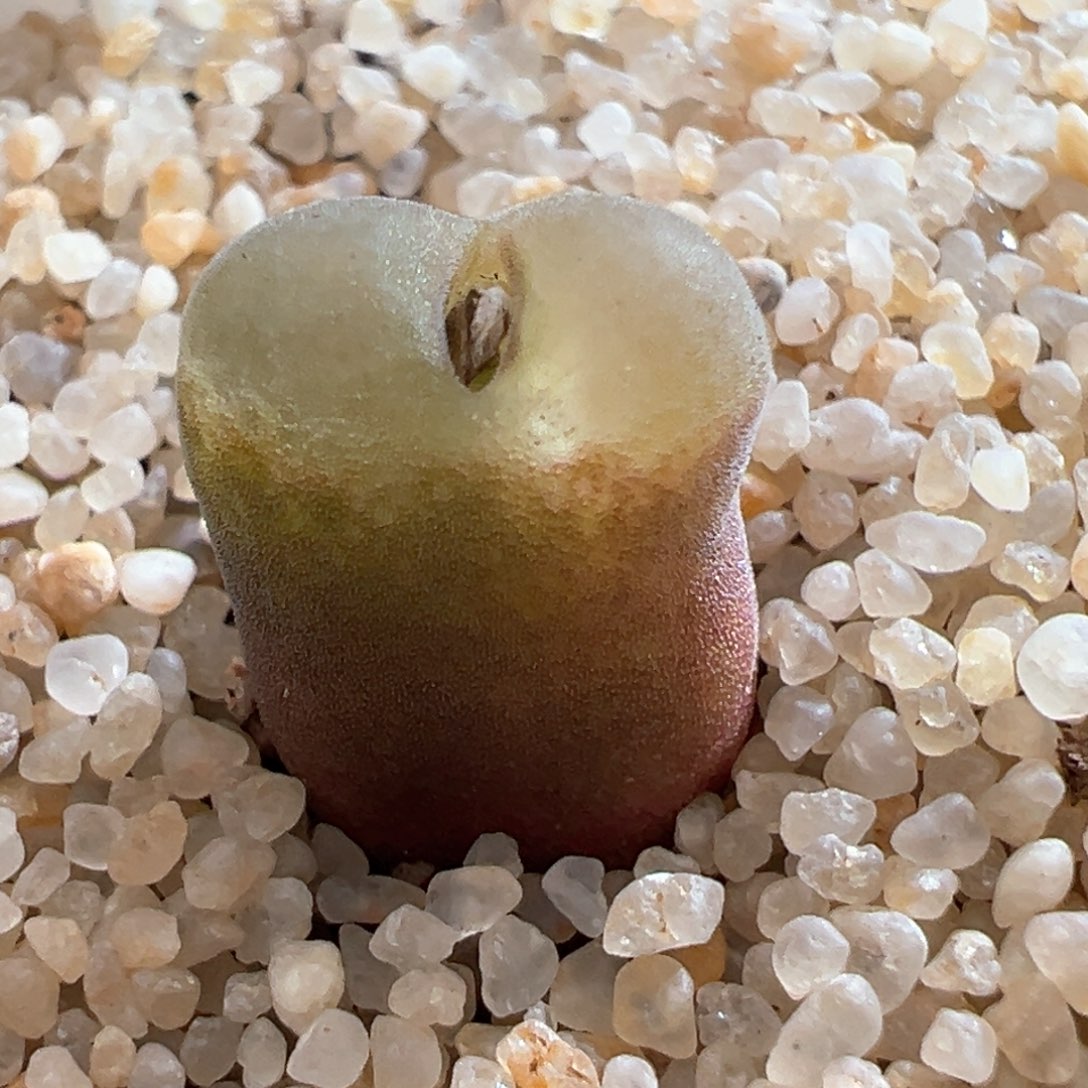 169。优选ry1777胭脂扣 内双头