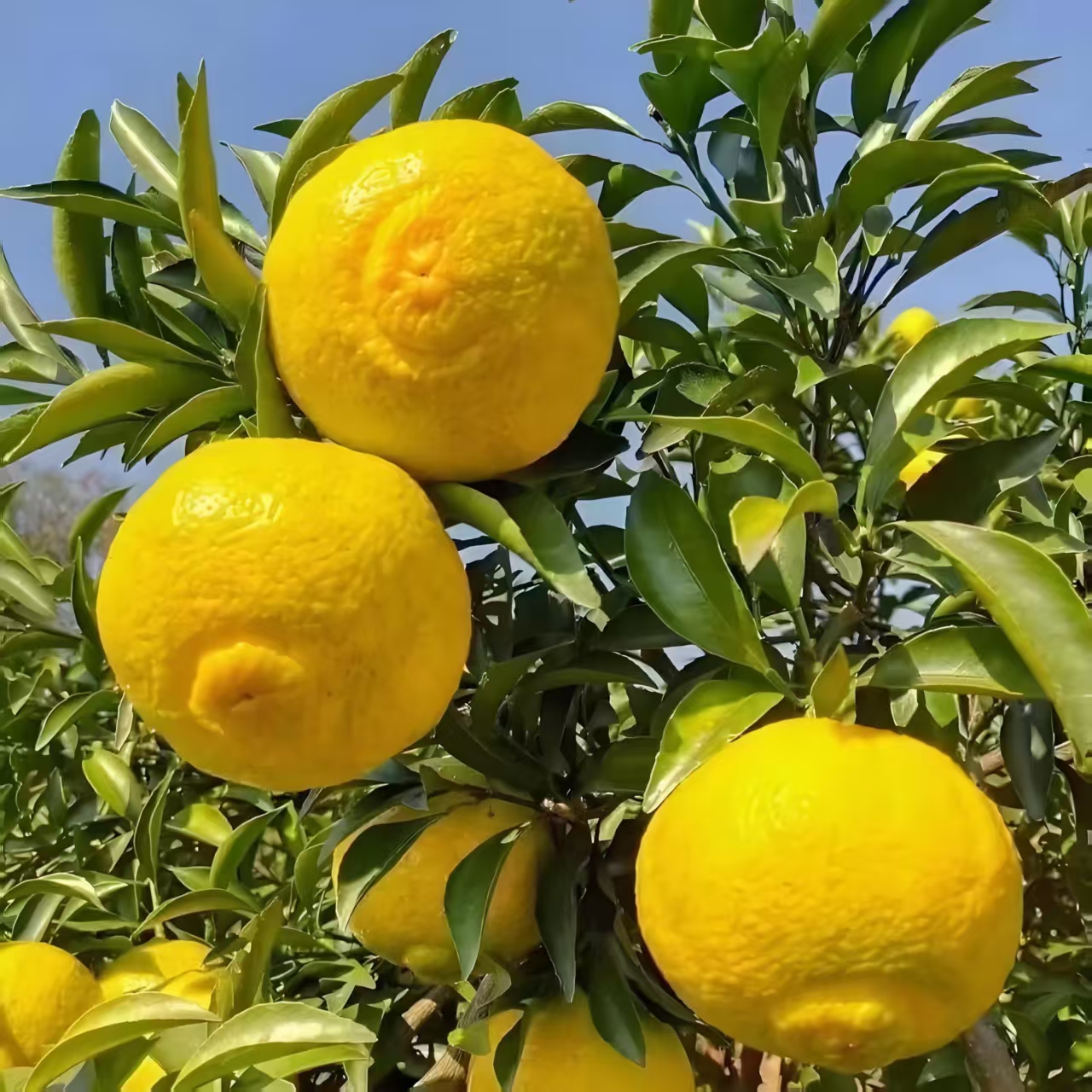 湖南怀化芷江黄金贡柚桔脆甜