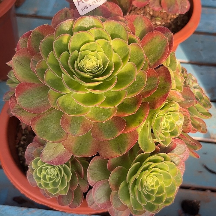 632奶白多肉植物