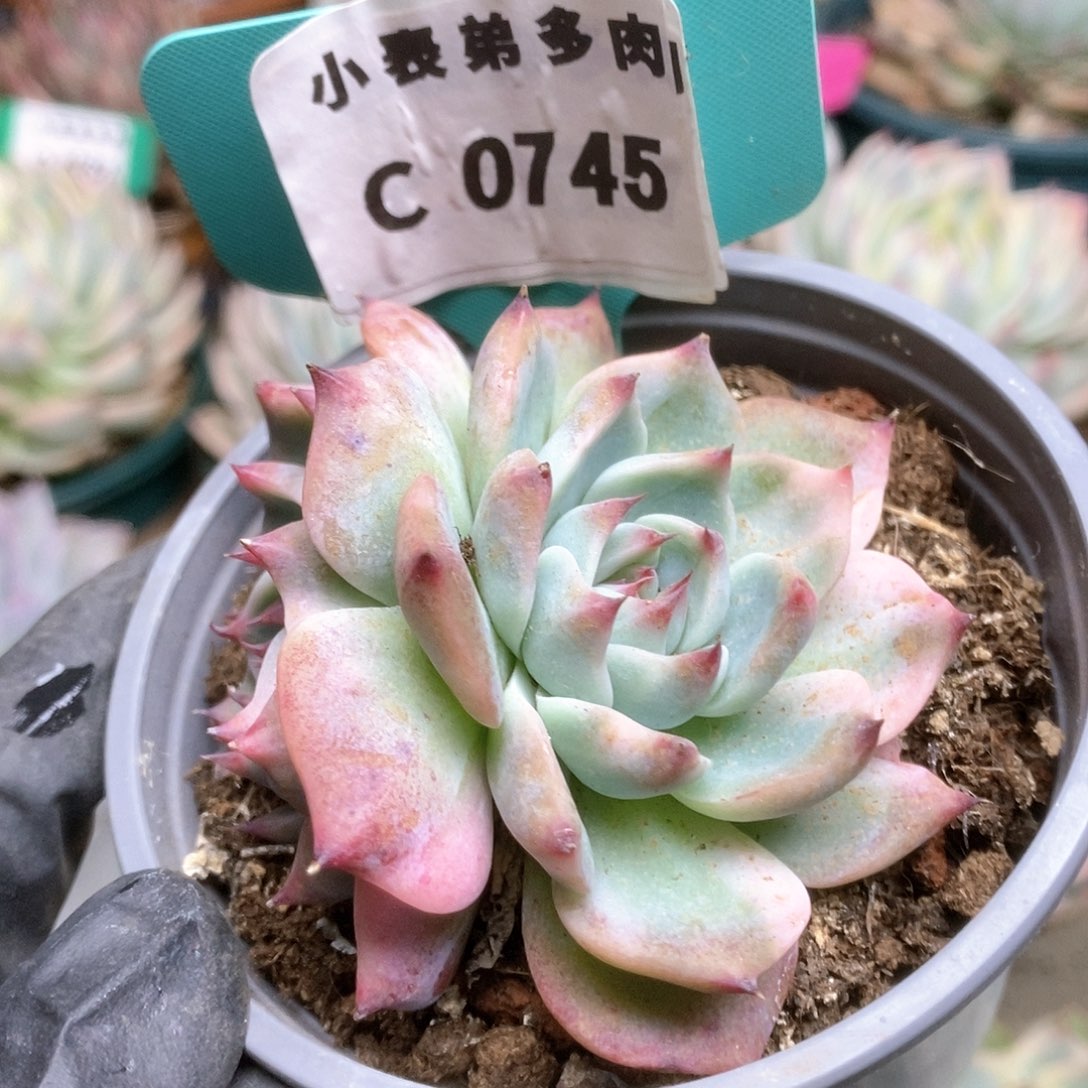 745锦锦锦锦锦锦