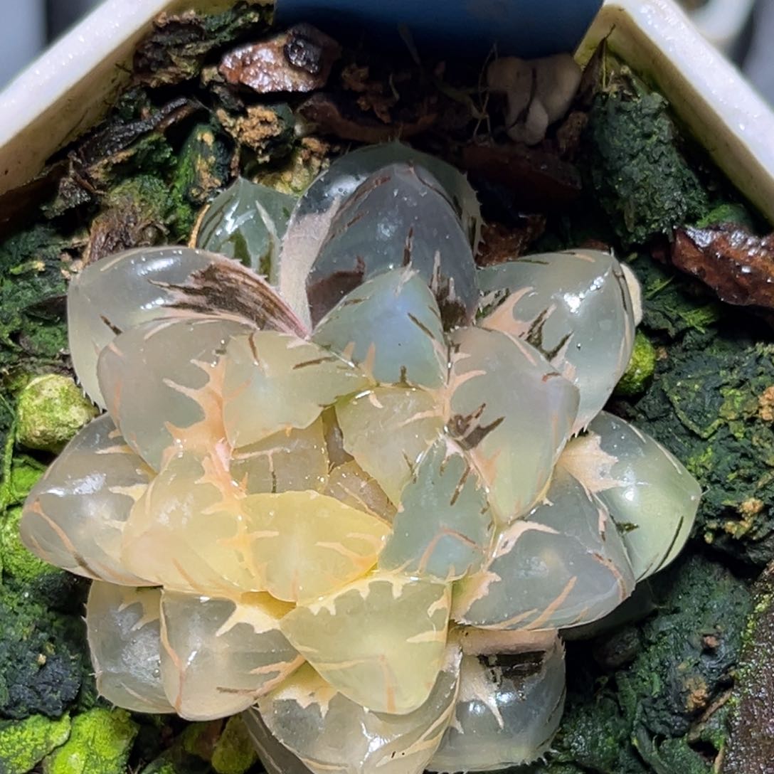 恭喜发财大吉大利0407